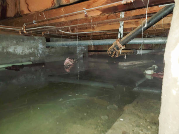 Best Local water damage restoration  in Estill Springs, TN