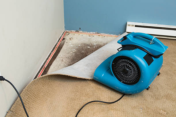 Best Professional water damage repair  in Estill Springs, TN